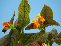 Chrysothemis Black Beauty Chrysothemis Black Beauty